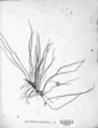 Pilularia globulifera image